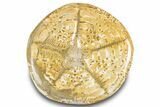 Polished Fossil Sea Biscuit (Clypeaster) - Morocco #288927-1